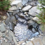 Bottom portion of water feature with hidden skimmer